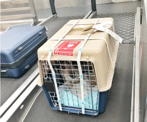 榆林宠物托运 宠物托运公司 机场宠物托运 宠物空运